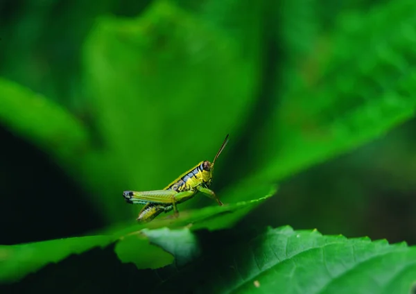Close Van Grasshopper — Stockfoto
