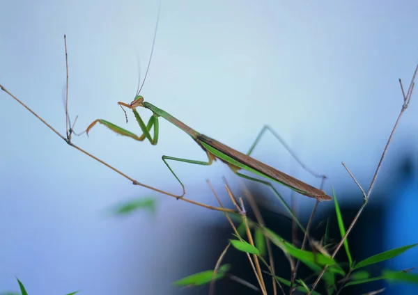 사마귀의 보기를 닫습니다 — 스톡 사진