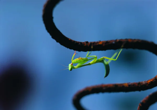 Vue Rapprochée Mante Priante — Photo