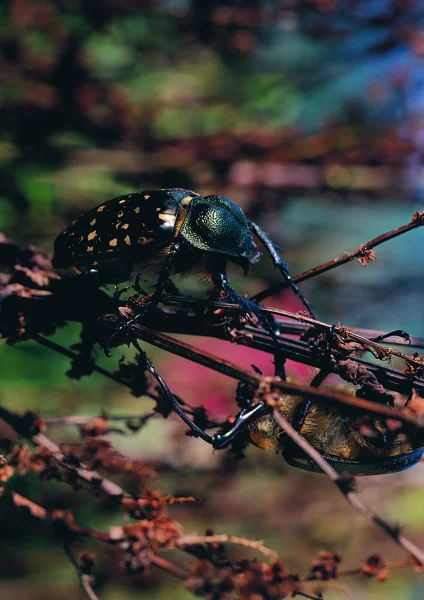 Närbild Beetle — Stockfoto