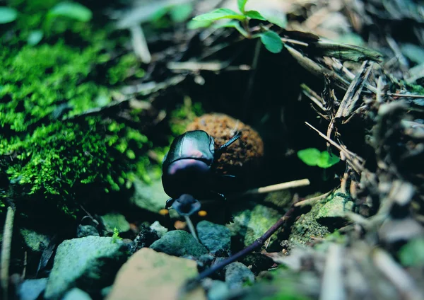 Close View Beetle — Stock Photo, Image