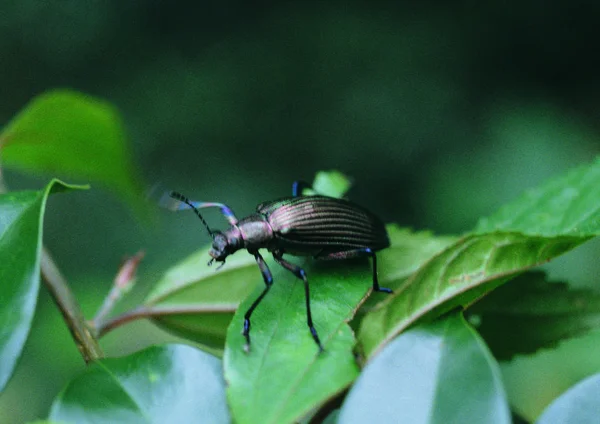 Närbild Beetle — Stockfoto