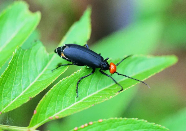 Närbild Beetle — Stockfoto