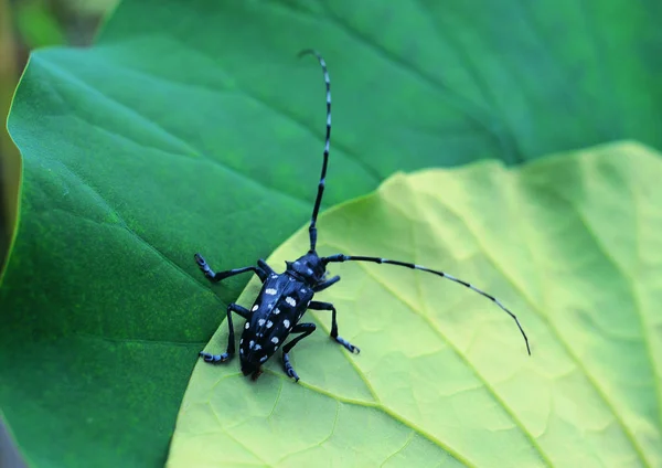 Närbild Beetle — Stockfoto