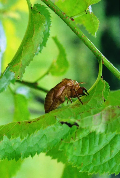 Närbild Beetle — Stockfoto