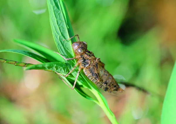 Närbild Beetle — Stockfoto