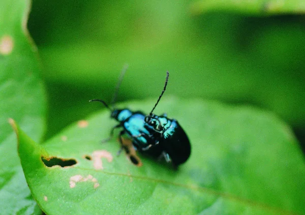 Närbild Skalbaggar Parning — Stockfoto