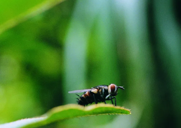 Nahaufnahme Der Biene — Stockfoto