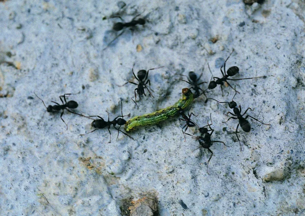 Vue Rapprochée Des Fourmis — Photo