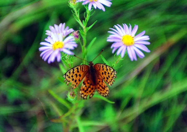 Zár Megjelöl Kilátás Pillangó — Stock Fotó