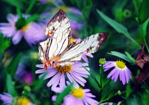 Vue Rapprochée Papillon — Photo