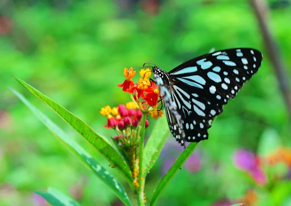 Vista Perto Butterfly — Fotografia de Stock