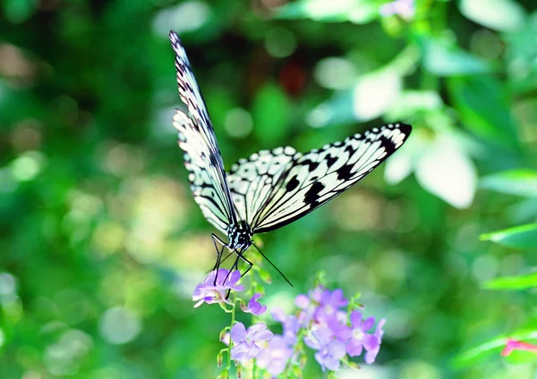 Vue Rapprochée Papillon — Photo