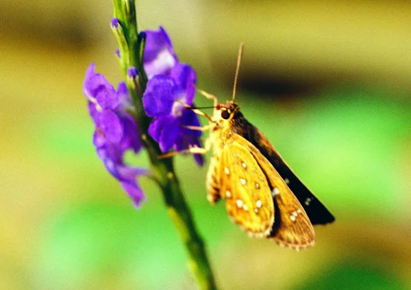 Vista Perto Butterfly — Fotografia de Stock