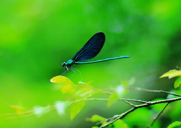Close View Dragonfly — Stock Photo, Image