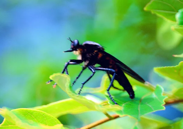 Close View Fly — Stock Photo, Image