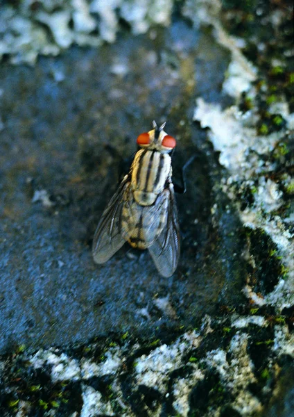 Nahaufnahme Der Fliege — Stockfoto