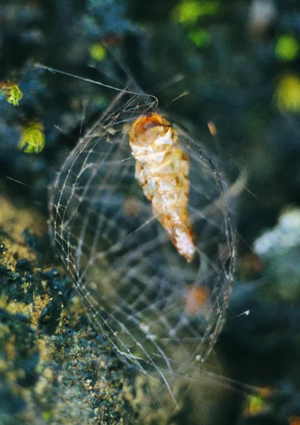 Крупним Планом Вид Pupa — стокове фото