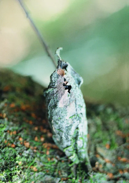 Pupa Yakın Görünümü — Stok fotoğraf