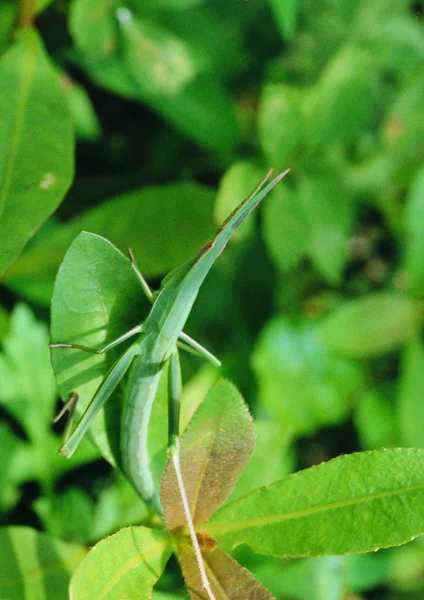 Close View Insect — Stock Photo, Image