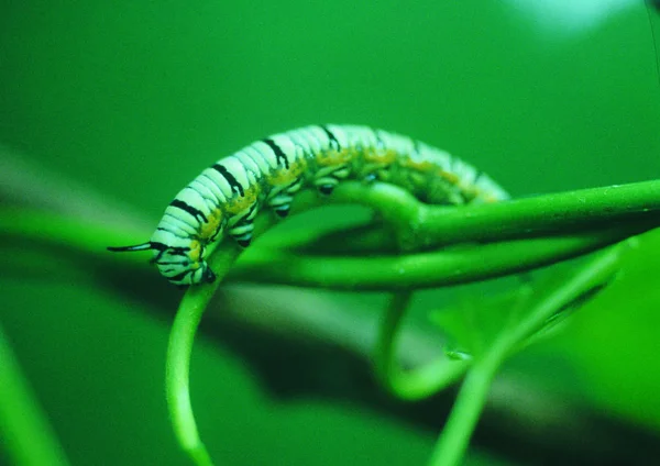 Närbild Caterpillar — Stockfoto