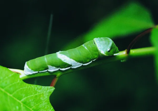 Närbild Caterpillar — Stockfoto