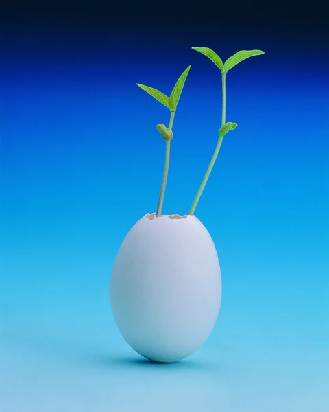 Primer Plano Planta Cáscara Huevo Sobre Fondo Degradado Colorido — Foto de Stock