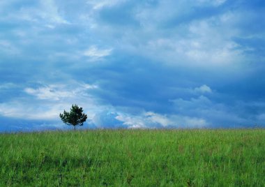 yalnız ağaç ve yağmur bulutları manzara