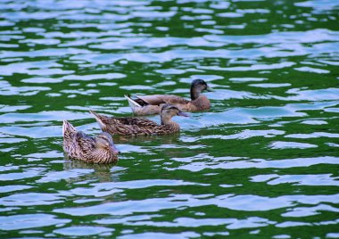 Yabani kazların yakından görünümü