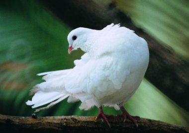 Beyaz kuşun yakından görünümü