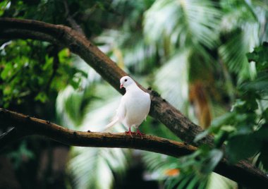 Daldaki kuşun yakın görünümü