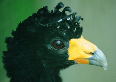 Siyah kuşun yakından görünümü