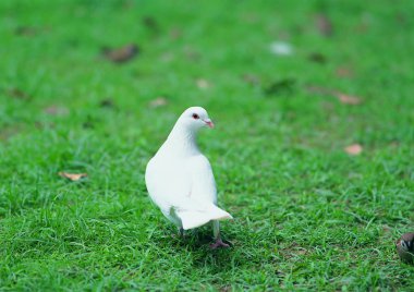 Güvercinin yakından görünümü