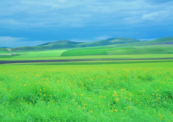 Landschaft Von Wilden Blumen Feld — Stockfoto