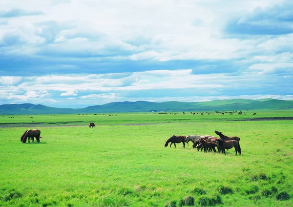 landscape of horses grazing at Great Plains