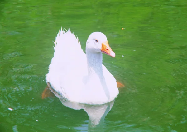 Close View Duck — Stok Foto