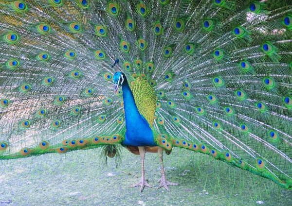 Close View Peacock — Stock Photo, Image