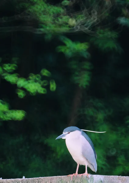 水鳥のクローズアップビュー — ストック写真