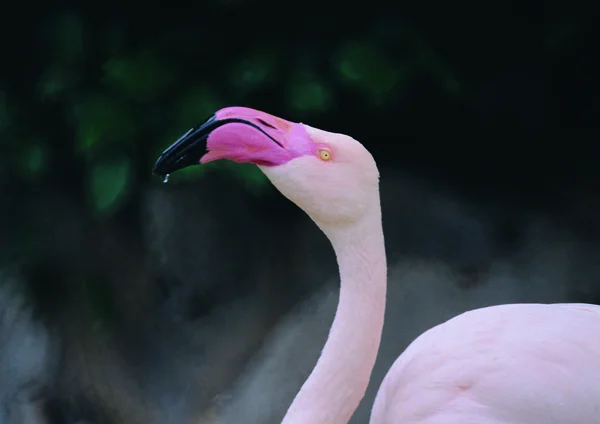 Close View Flamingo — Stock Photo, Image