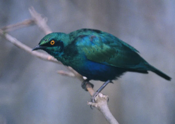 Close Uitzicht Vogel Tak — Stockfoto