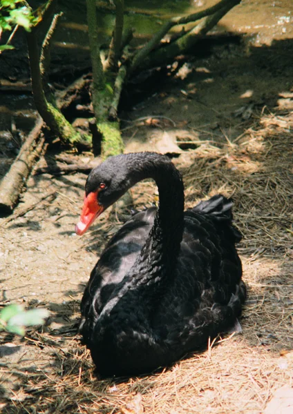 Крупный План Черного Лебедя — стоковое фото