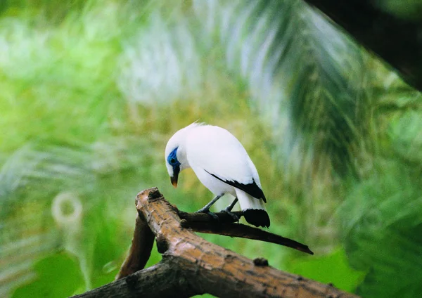 Close Uitzicht Vogel Tak — Stockfoto