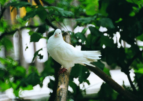Vista Perto Pássaro Branco — Fotografia de Stock