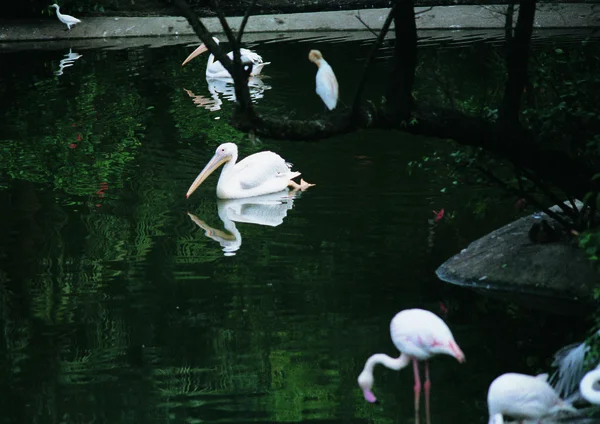 Vista Cerca Los Cisnes — Foto de Stock