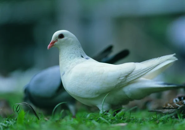 Vue Rapprochée Pigeon — Photo