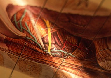 insan anatomisinin yakından görünümü