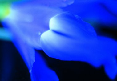 Rengarenk çiçeklerin kapanışı