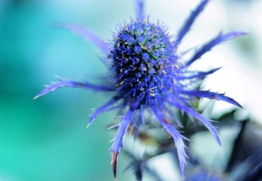 Rengarenk çiçeklerin kapanışı