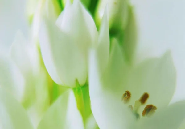 Primo Piano Fiori Colorati Fiore — Foto Stock