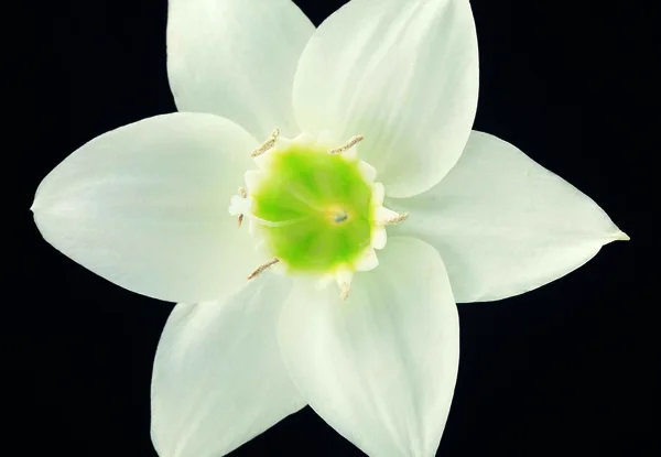 Primo Piano Fiore Fiorito Colorato — Foto Stock